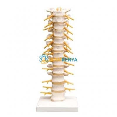 Thoracic Spinal Column Model