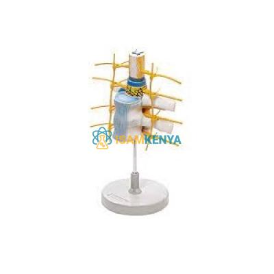 Thoracic Vertebrae with Spinal Cord