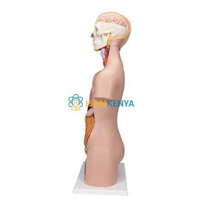 Torso 12 Part Premium