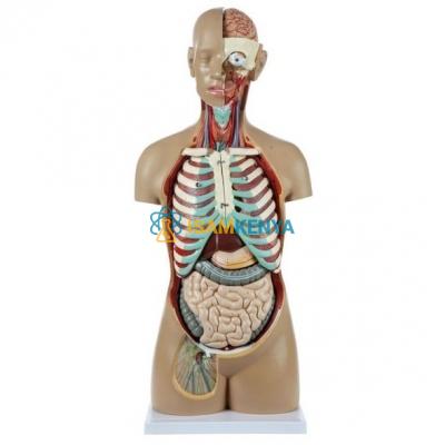 Torso 18 Part Premium