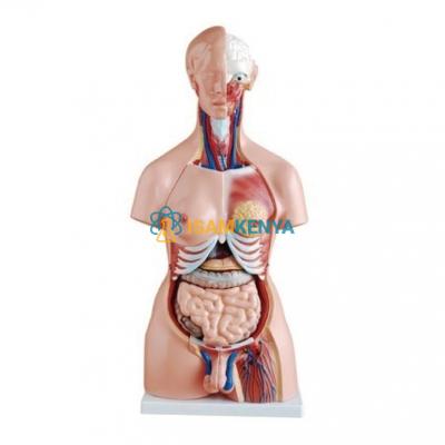 Torso Life Size Bisexual Model