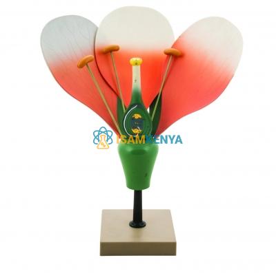 Typical Flower Model