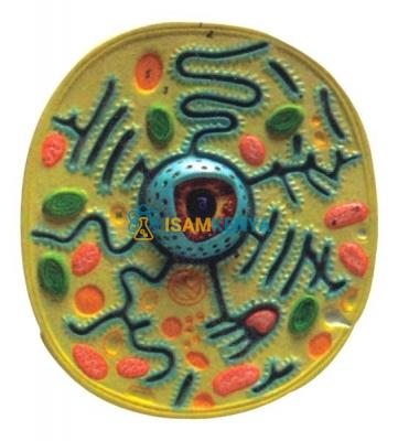 Typical Plant Cell Model