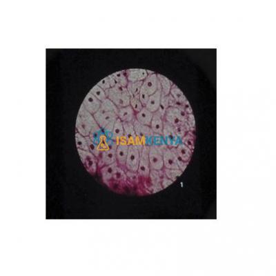 Ultra Structure of Animal Cells Microslide