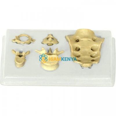 Vertebrae Representation Model with Plastic Base