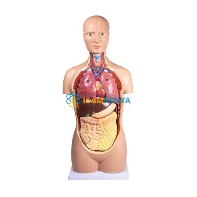 Human Torso Model 50cm 12 Parts